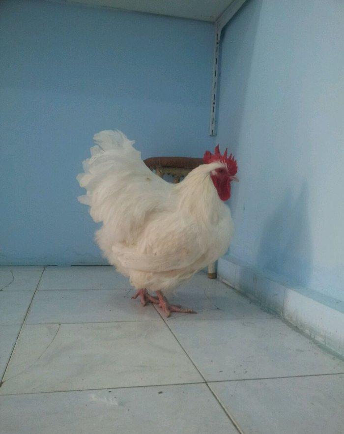 9 aylig arpikton xoruzu satilir peyvend olub tam saglam heyvandi