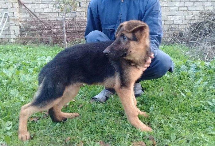 satlir cinsi afcarka erkeydi şhatsapp ve ya telde elaqe saglaya biler