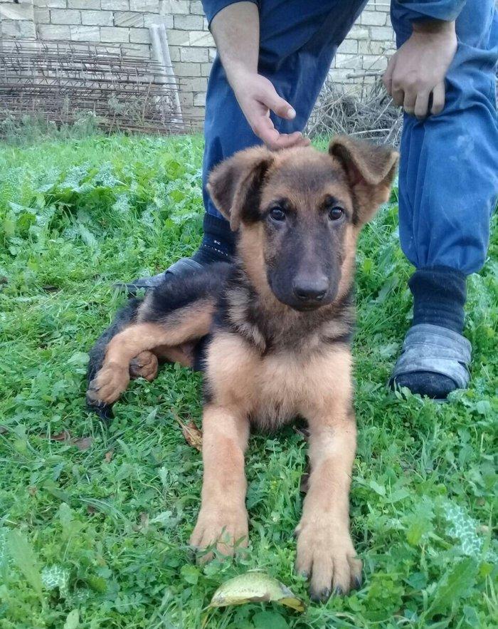 satlir cinsi afcarka erkeydi şhatsapp ve ya telde elaqe saglaya biler