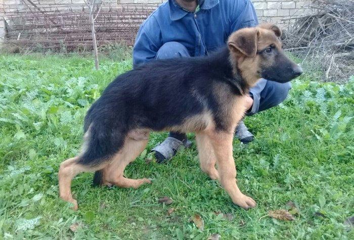 satlir cinsi afcarka erkeydi şhatsapp ve ya telde elaqe saglaya biler