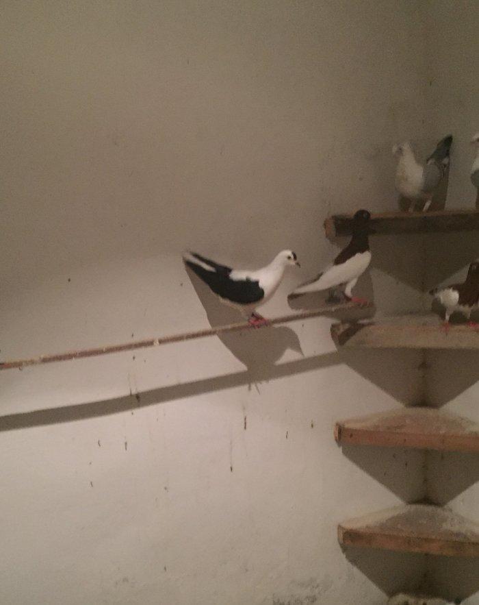 Bu cepe maya axtarılır ozu kimi kimde varsa bu nomre ile elaqe saxlası