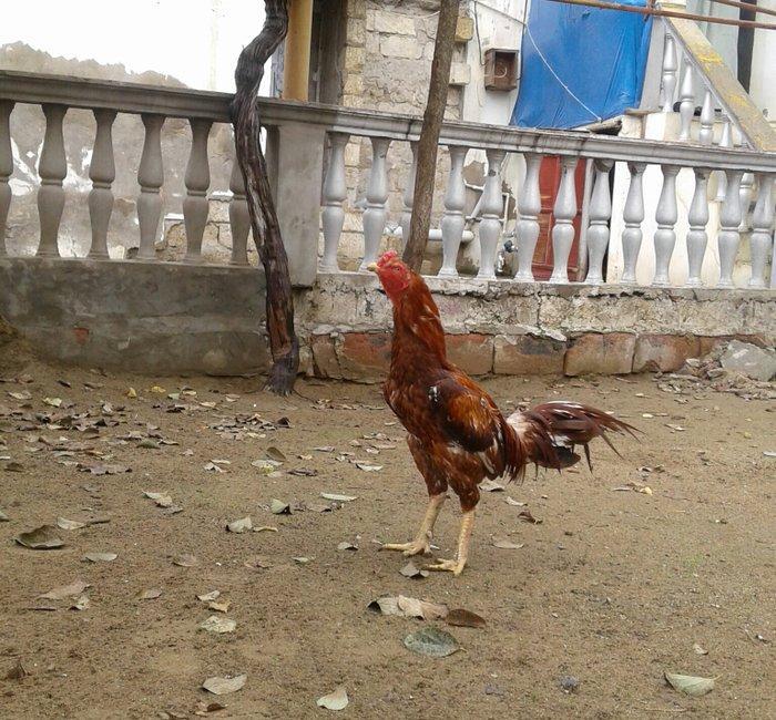 Heyrati indoneziya sortudu. 1 yas 5 ayliq. Vehwi xoruzdu.