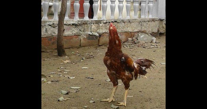 Heyrati indoneziya sortudu. 1 yas 5 ayliq. Vehwi xoruzdu.