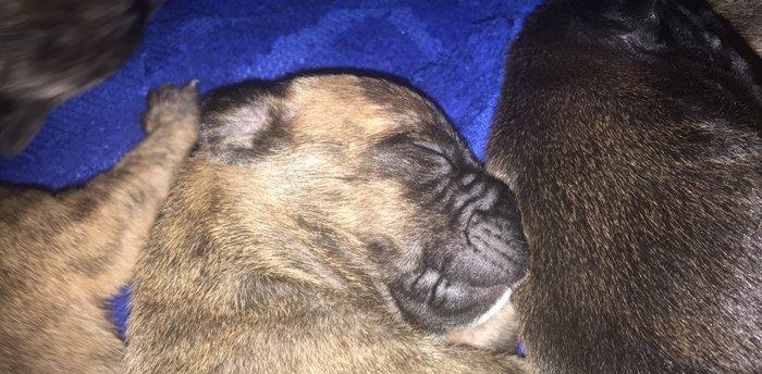 Temiz pitbull balalari satilir cox xaiw edirem kimse barter ucun narah