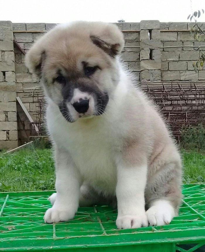 salam cinsi ala bay satlit tel ve ya şhatsapda elaqa saglaya bilersiz