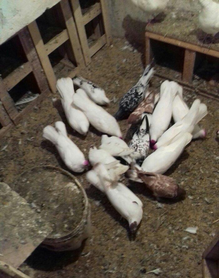 ag enli quyruglar 16 17 18 tuk real alici narahat elesin wh