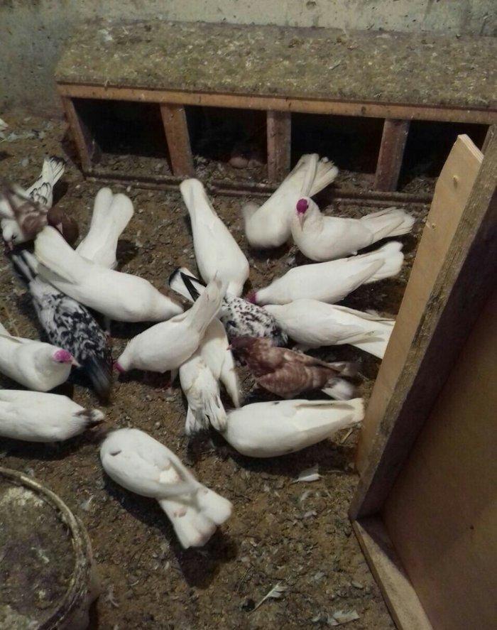 ag enli quyruglar 16 17 18 tuk real alici narahat elesin wh