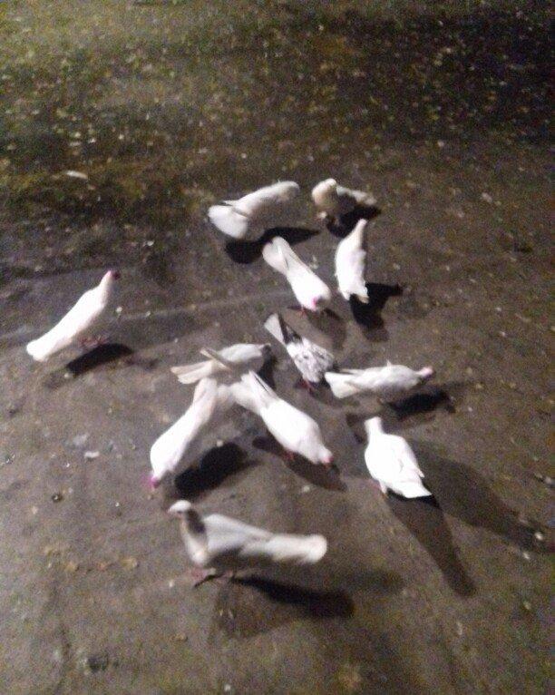 ag enli quyruglar 16 17 18 tuk real alici narahat elesin wh