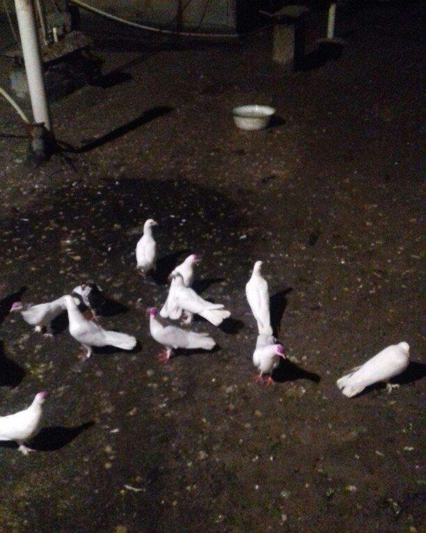 ag enli quyruglar 16 17 18 tuk real alici narahat elesin wh