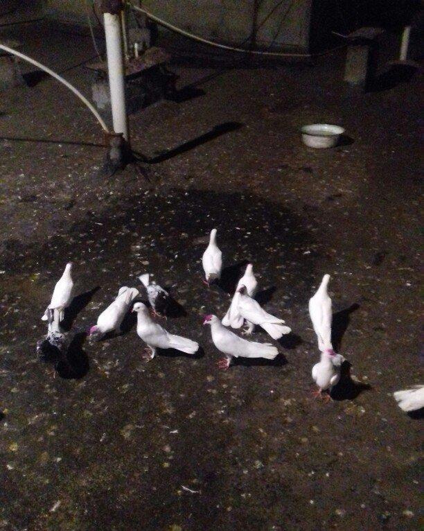 ag enli quyruglar 16 17 18 tuk real alici narahat elesin wh