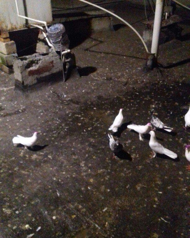 ag enli quyruglar 16 17 18 tuk real alici narahat elesin wh