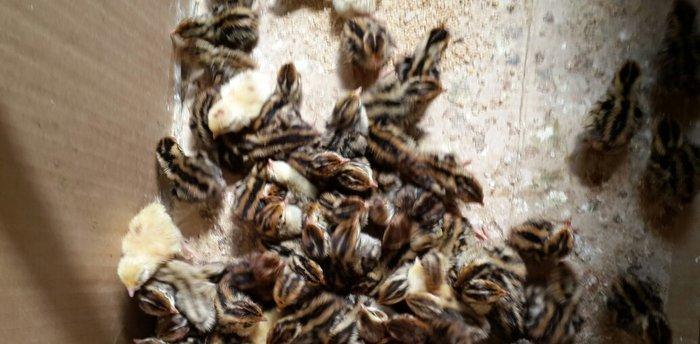 Bildirçin satılır. Cəmi 45-50 günə böyüyüb yumurtayır və ya kəsilib ye