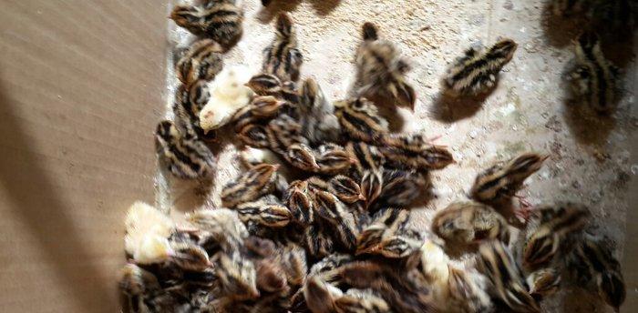 Bildirçin satılır. Cəmi 45-50 günə böyüyüb yumurtayır və ya kəsilib ye