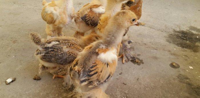 Brama cücələri satılır. Tər-təmiz gold və buff brama cücələridir. 1 ay