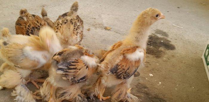 Brama cücələri satılır. Tər-təmiz gold və buff brama cücələridir. 1 ay