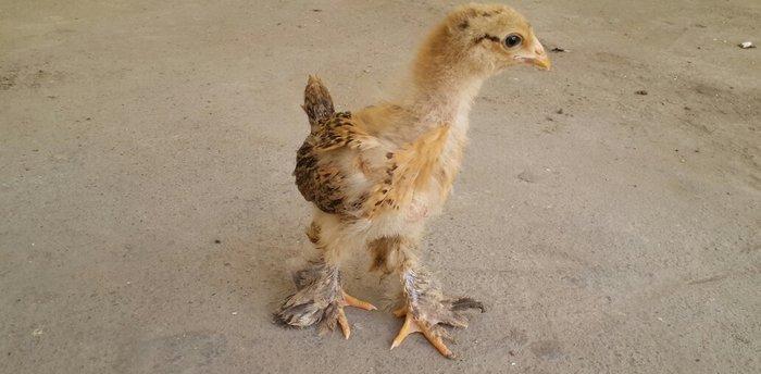 Brama cücələri satılır. Tər-təmiz gold və buff brama cücələridir. 1 ay