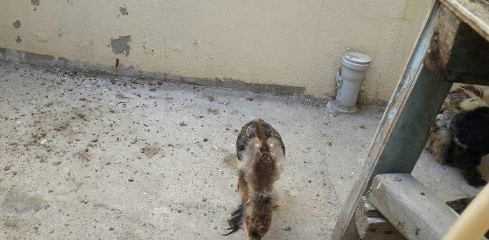 Brama 50 günlük. Təcili olduğu üçün ucuz satılır. Cəmi 2 ədəddir. 1 əd