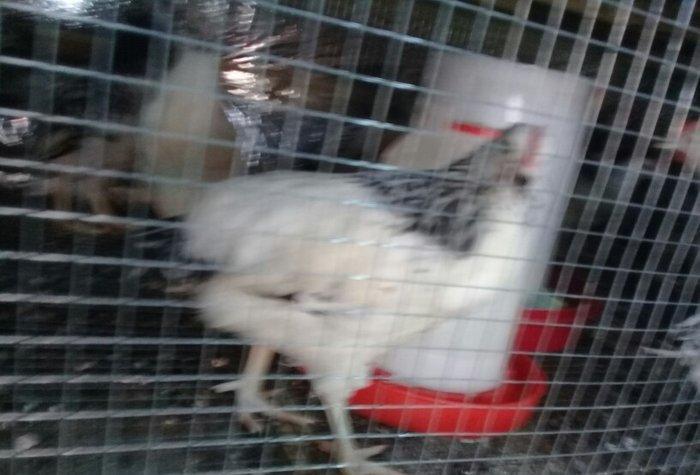 etlik kend siribrist cuceleri...
2 ayliq.
tam saglam
temiz çekisi 800.