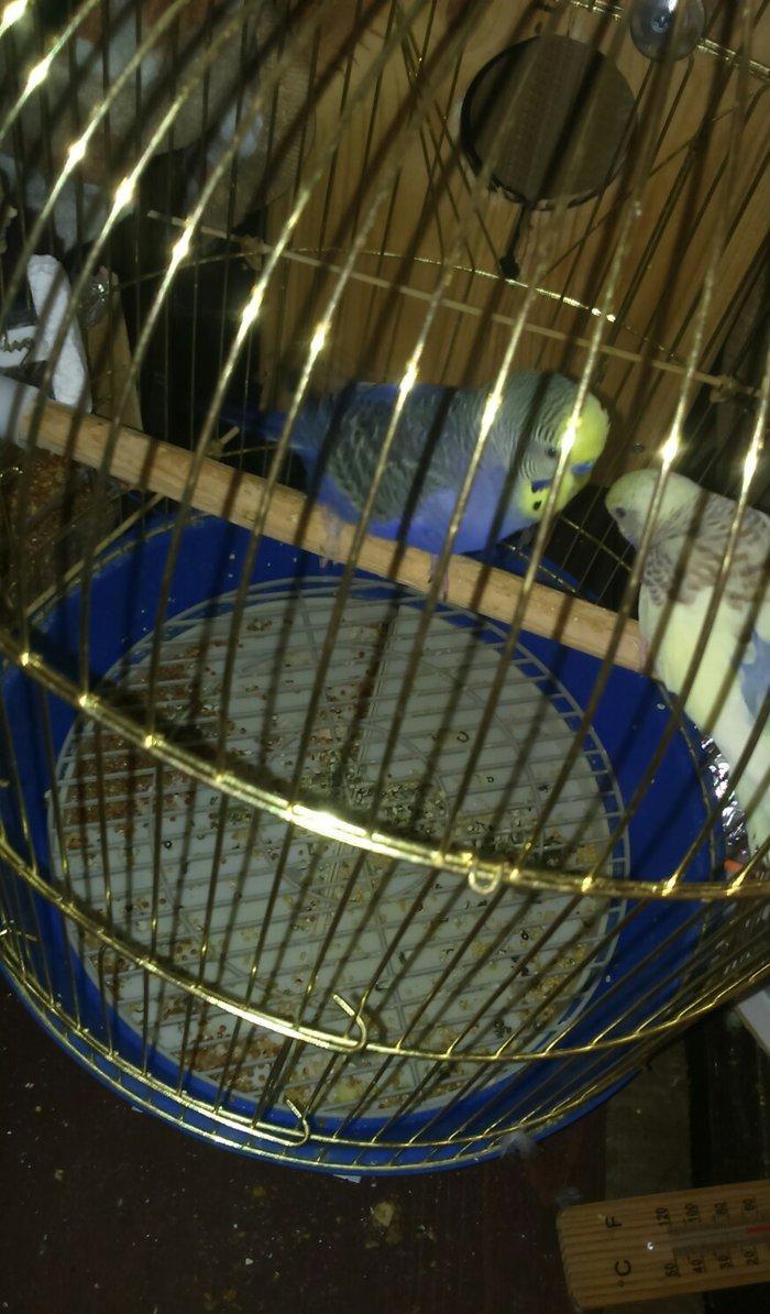 iki papuqadan ikiside erkekdir sari olan tayi 8-9 aylıq diger goy reng