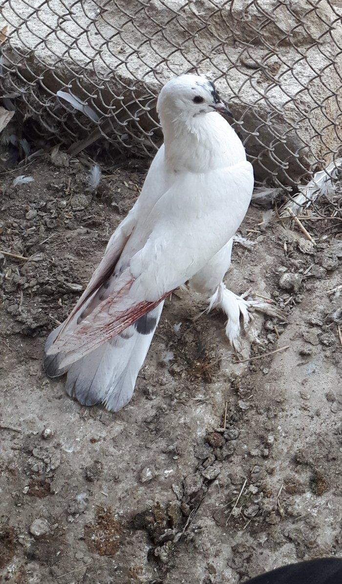 gozu xalli 18 qawqa 17 tukdu. cutu 60 azn. qawqanin oynamaqina soz yox