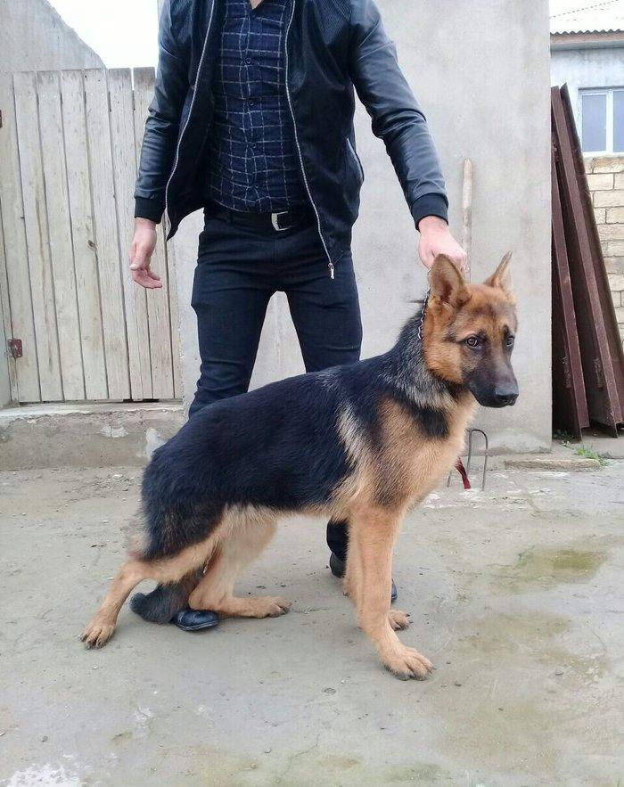 satlir cinsi afcarka erekydi elavə məllumat şhatsapp ve ya telde elaqe