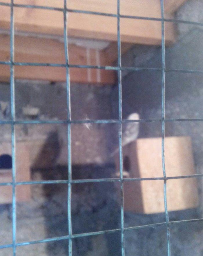 satıram hazır cut Papuqay bırı kül rengde bırıde sarı boynunda yasıl x