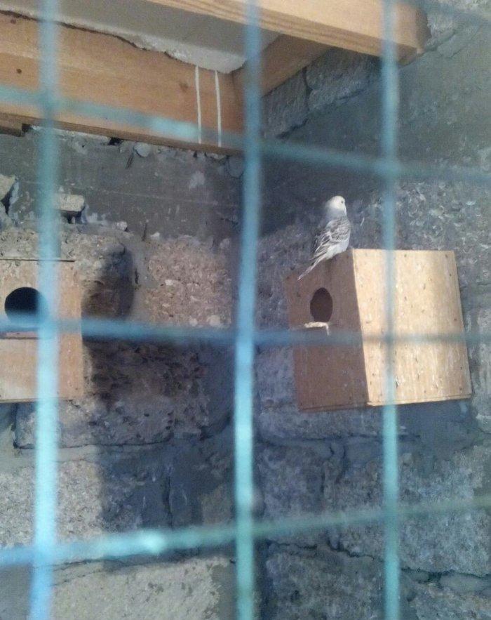 satıram hazır cut Papuqay bırı kül rengde bırıde sarı boynunda yasıl x