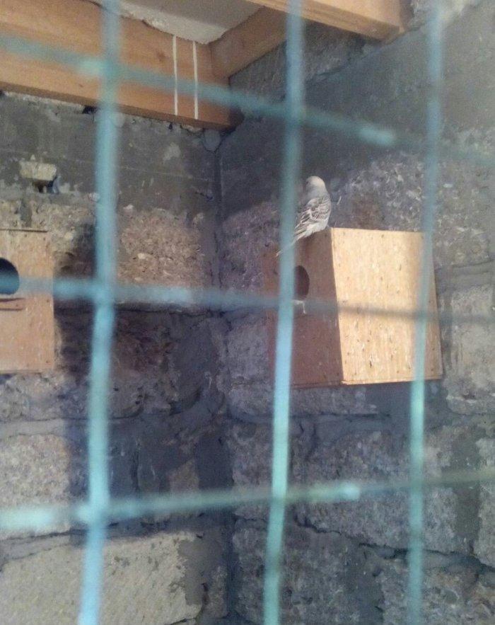 satıram hazır cut Papuqay bırı kül rengde bırıde sarı boynunda yasıl x