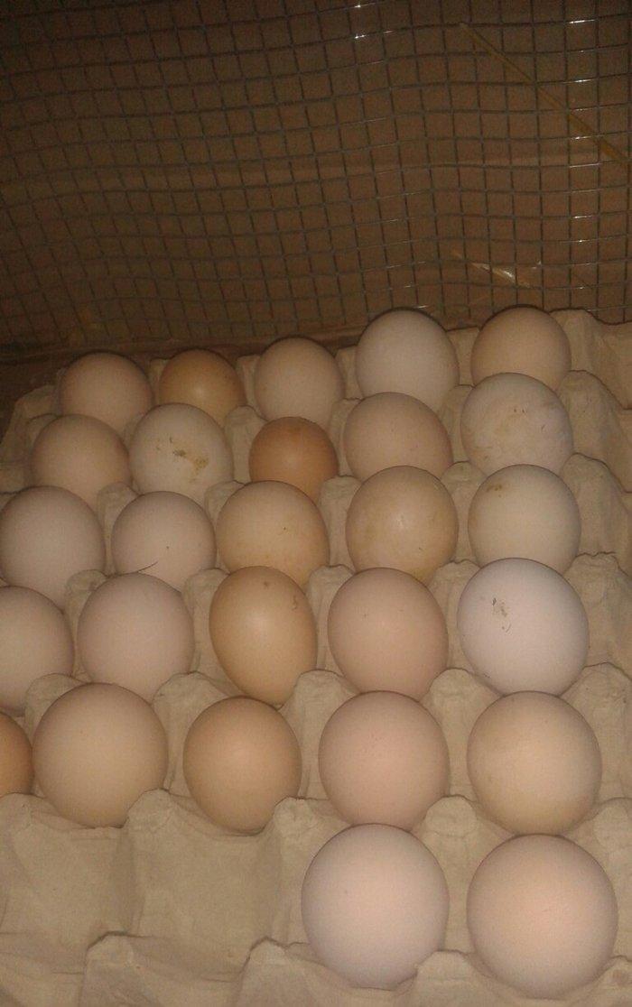 təmiz qol brama yumurtası satılır 3 azn almaq istəyən heyvanlara gəli