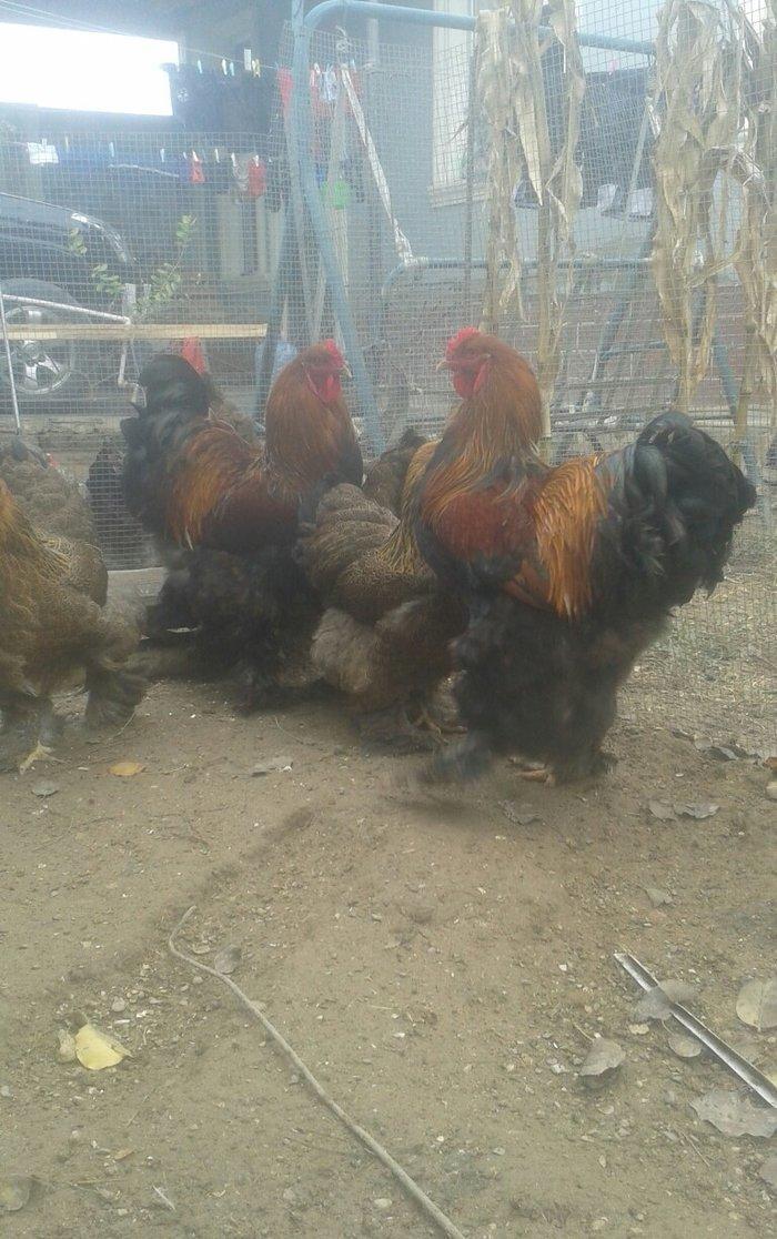 təmiz qol brama yumurtası satılır 3 azn almaq istəyən heyvanlara gəli