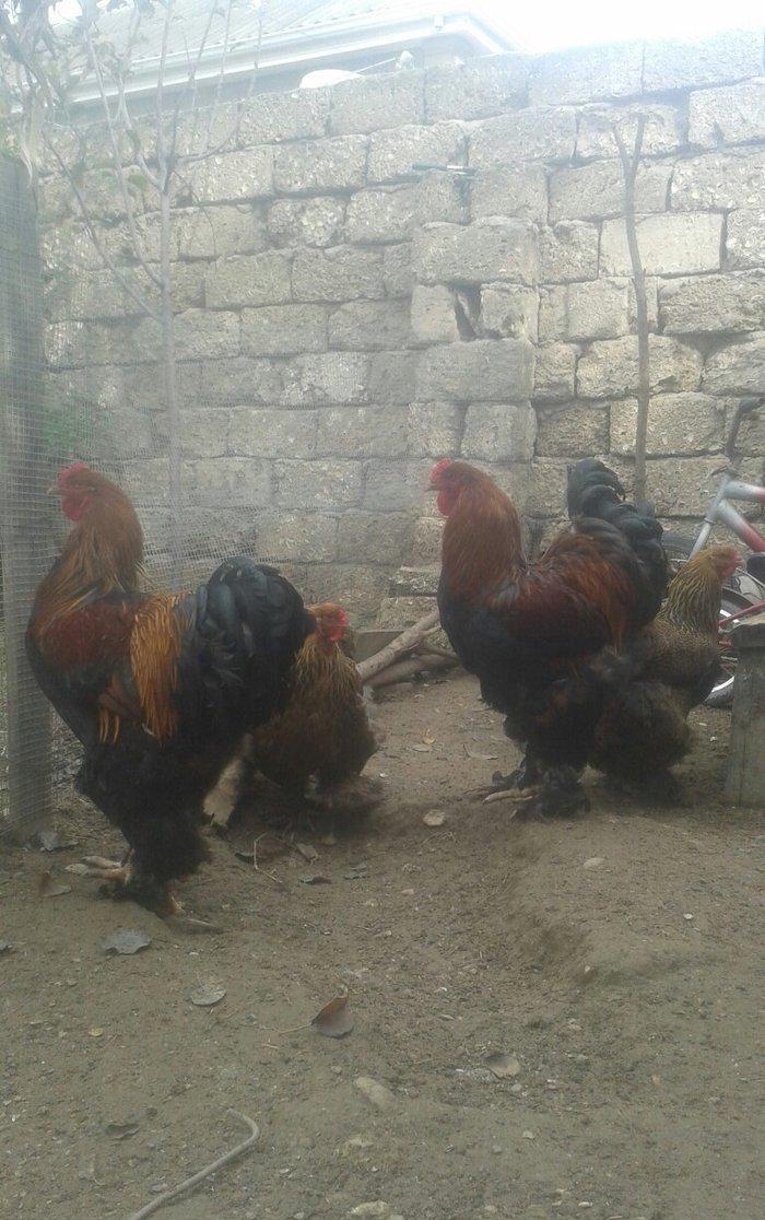 təmiz qol brama yumurtası satılır 3 azn almaq istəyən heyvanlara gəli