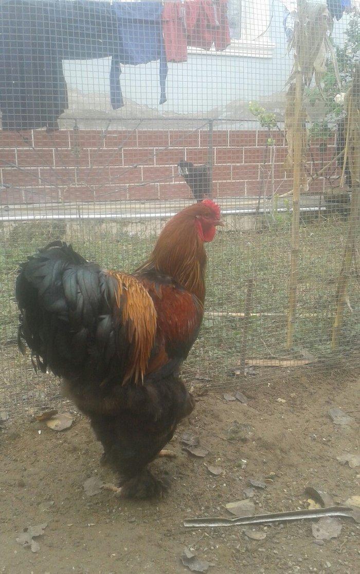 təmiz qol brama yumurtası satılır 3 azn almaq istəyən heyvanlara gəli