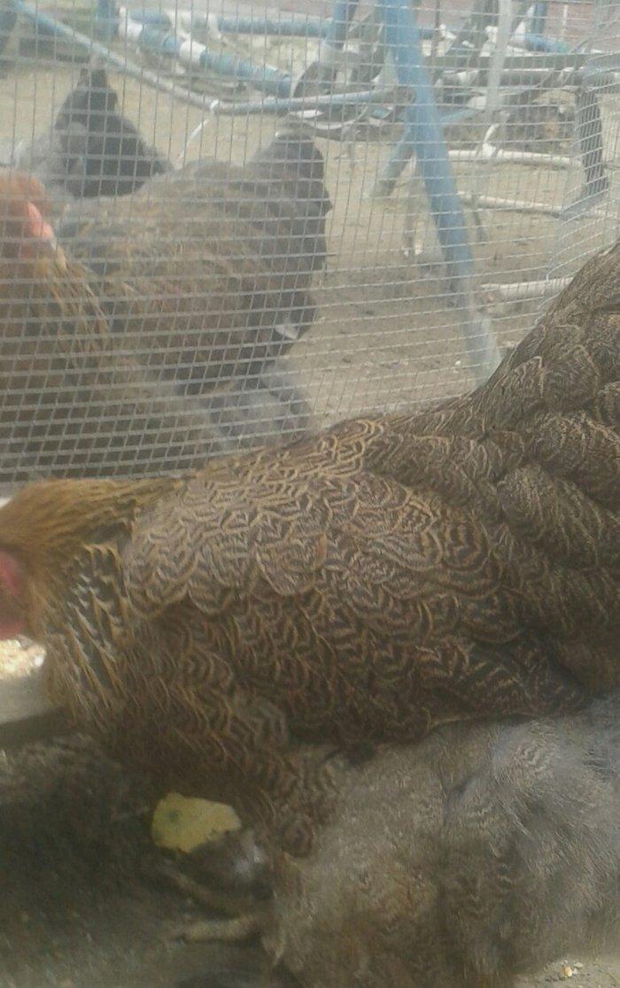 təmiz qol brama yumurtası satılır 3 azn almaq istəyən heyvanlara gəli