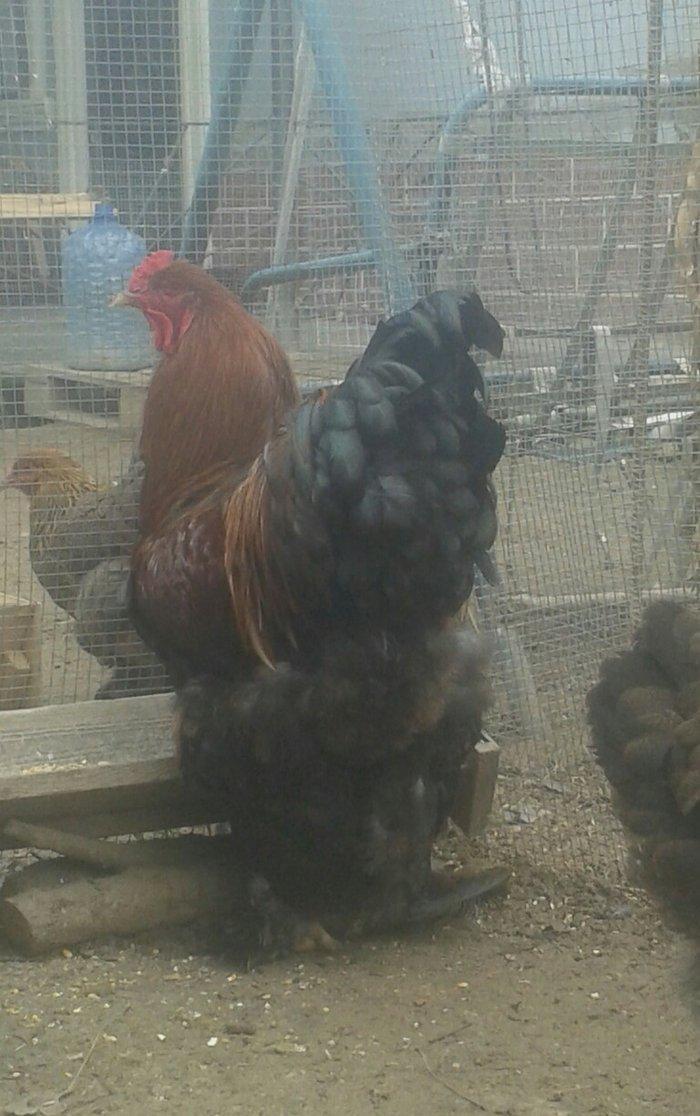 təmiz qol brama yumurtası satılır 3 azn almaq istəyən heyvanlara gəli