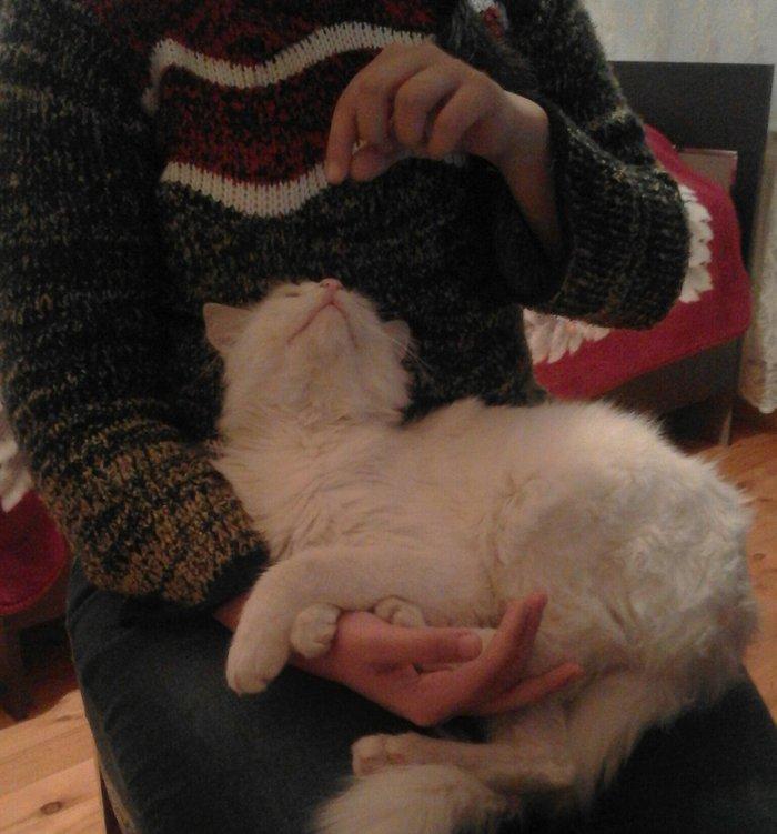 ag erkek pishik, anqorla qarishiq, 1 yashi var, ev pishiyidir, biti