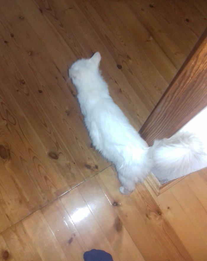 ag erkek pishik, anqorla qarishiq, 1 yashi var, ev pishiyidir, biti