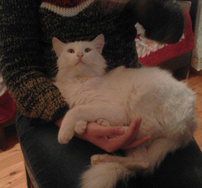 ag erkek pishik, anqorla qarishiq, 1 yashi var, ev pishiyidir, biti