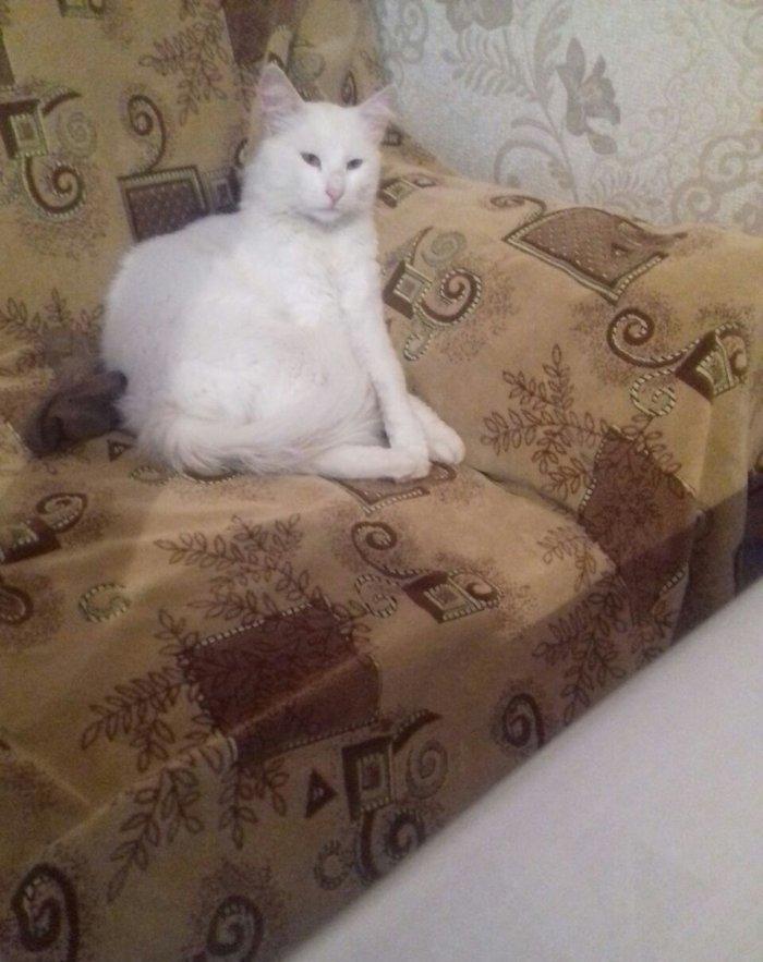 ag erkek pishik, anqorla qarishiq, 1 yashi var, ev pishiyidir, biti