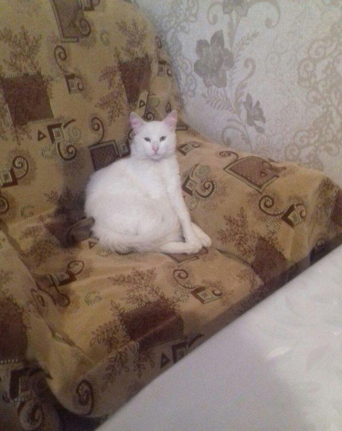 ag erkek pishik, anqorla qarishiq, 1 yashi var, ev pishiyidir, biti