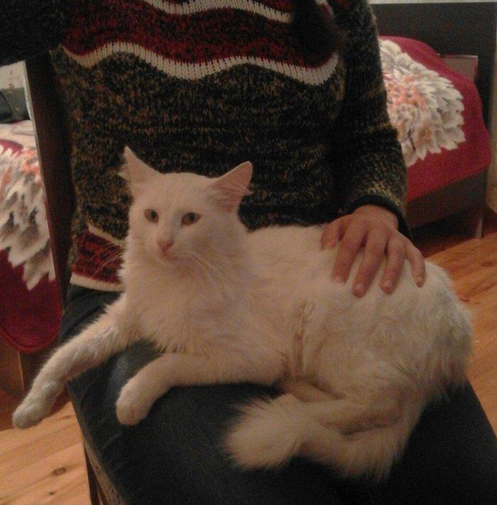 ag erkek pishik, anqorla qarishiq, 1 yashi var, ev pishiyidir, biti