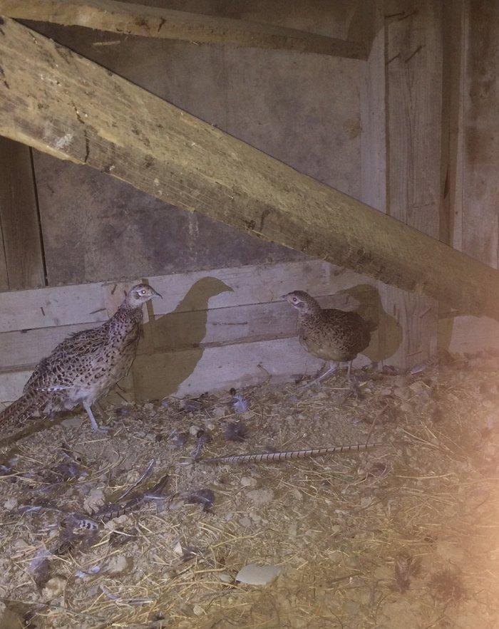 Qırqovul 3 birlikdə 80 manat 1 i xoruzdu il yarımlıqdı