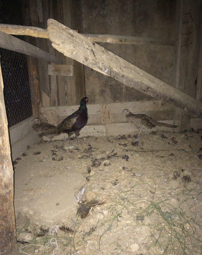 Qırqovul 3 birlikdə 80 manat 1 i xoruzdu il yarımlıqdı