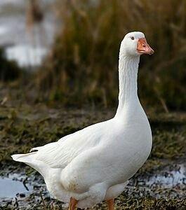 yanvar fevral ayinda yumurtdayacaq ag qaz ve ordekler. ordekler yumurt