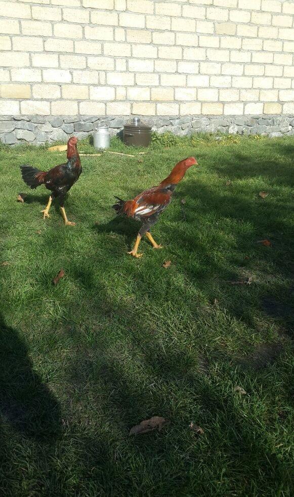 heyrati becesi fere toyuq doyus ucun temiz cins . doyusune soz yoxdu.