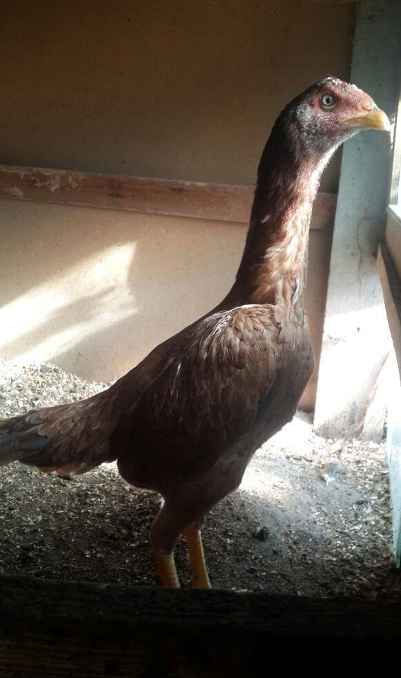 heyrati becesi fere toyuq doyus ucun temiz cins . doyusune soz yoxdu.