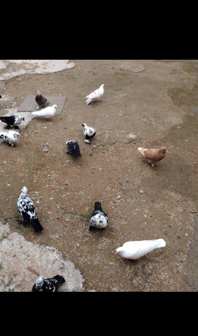 8 manatdan 20 eded qusQuslar goz qabagindadi 2 eded drakon qizgin er