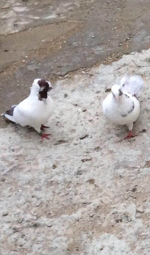 8 manatdan 20 eded qusQuslar goz qabagindadi 2 eded drakon qizgin er