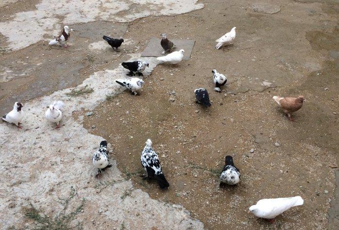 8 manatdan 20 eded qusQuslar goz qabagindadi 2 eded drakon qizgin er