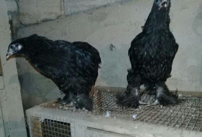 salam temiz qan brama rasiyadan gelib atasi anasi.iki aylari bugun tam