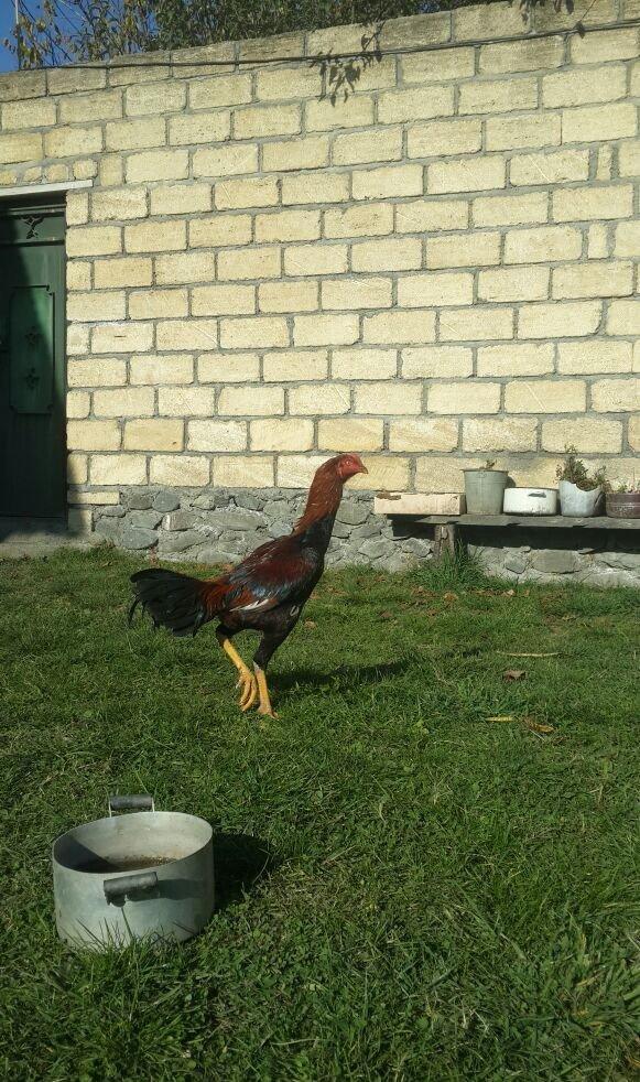 heyrati super doyus heyvanlari fere bece toyuq . cox oldugu ucun satil